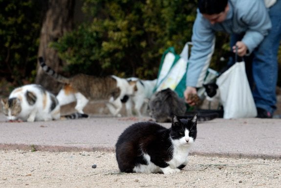 Colonia de gatos en Valencia, en una imagen de archivo. :: EFE/Juan Carlos Cárdenas