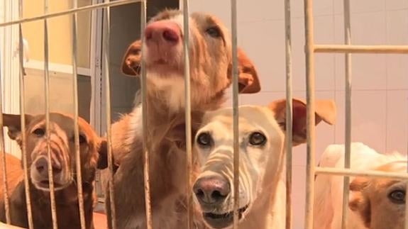 El refugio para perros y gatos en Valencia