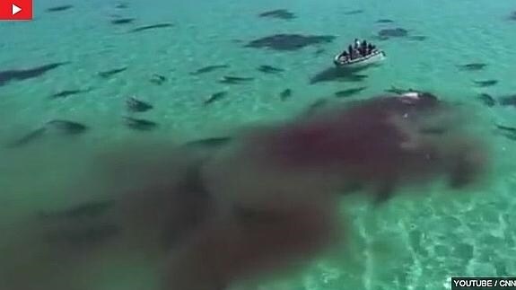 Un dron graba cómo 70 tiburones se comen una ballena