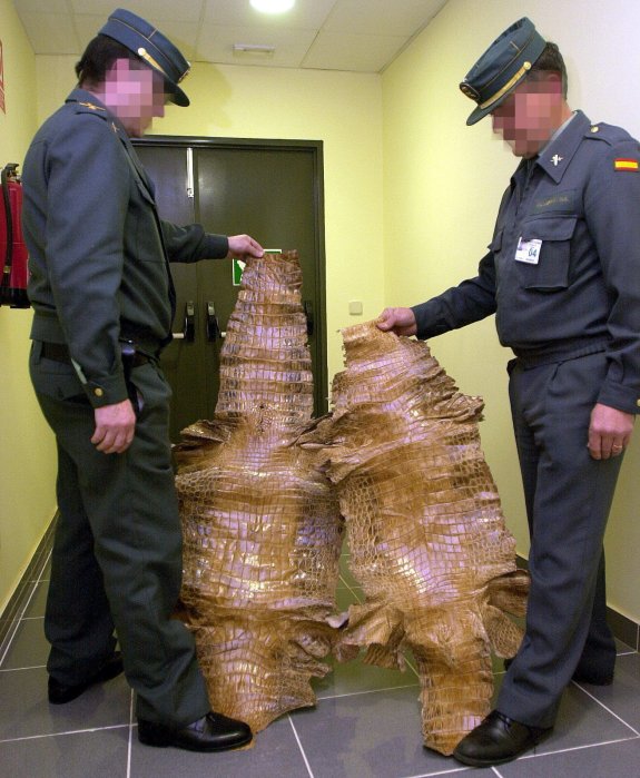 Agentes de la Guardia Civil muestran pieles de cocodrilo confiscadas en el aeropuerto de Manises. :: EFE