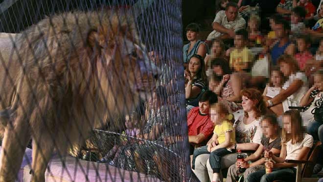 Unanimidad en Les Corts para prohibir la instalación de circos con animales salvajes