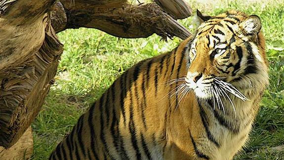 Un tigre, en el parque Terra Natura de Benidorm.