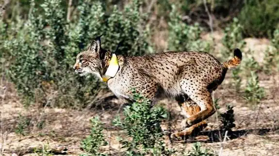 Estudian reintroducir el lince ibérico en la  Vall d'Albaida, Espadán, Salinas y Alto Turia