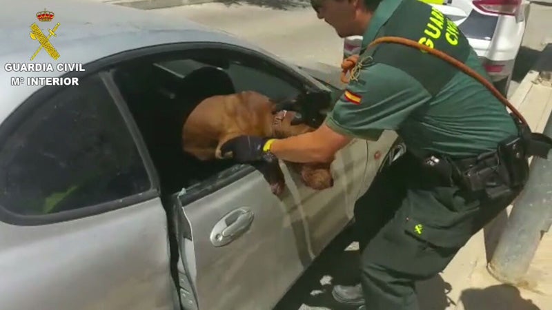 La Guardia Civil rescatando al perro en Aspe, Alicante