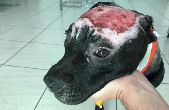 Atan a un perro a una rueda y le prenden fuego