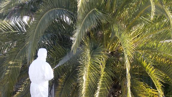 Un empleado, fumigando una palmera en Valencia.