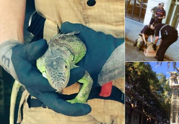 Policía y Bomberos rescatan a una iguana de un árbol en Valencia