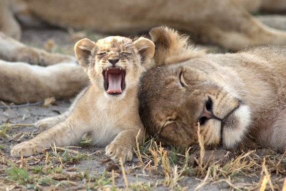 Uno de los cachorros  de león de Hwange,  en una de las fotos  del libro 'Cecil's Pride'. 