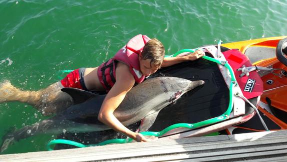 Muere el delfín varado ayer en la Malvarrosa