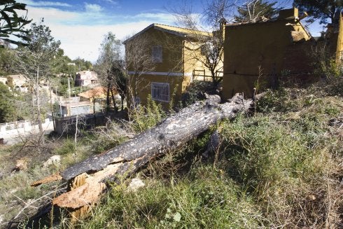 Árboles demasiado cerca de chalés en Godelleta. :: d. torres