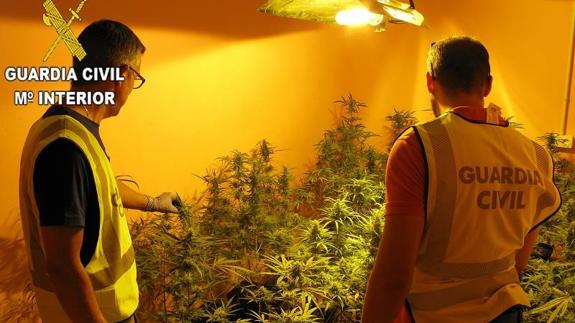 La Guardia Civil han encontrado plantas de marihuana en un domicilio de Valencia. 