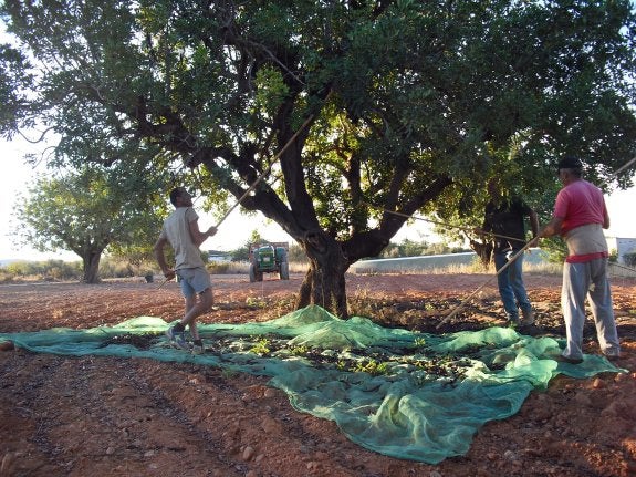 Tres agricultores varean con cañas un algarrobo en Llíria para hacer caer las garrofas y cogerlas del suelo con malla. :: v. lladró