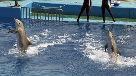 L'Oceanogràfic abre al público el ensayo del espectáculo musical con delfines