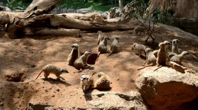 Conoce a los amistosos suricatos del Bioparc