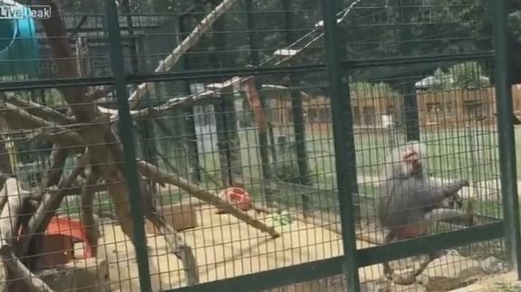 Así reacciona un babuino enfadado