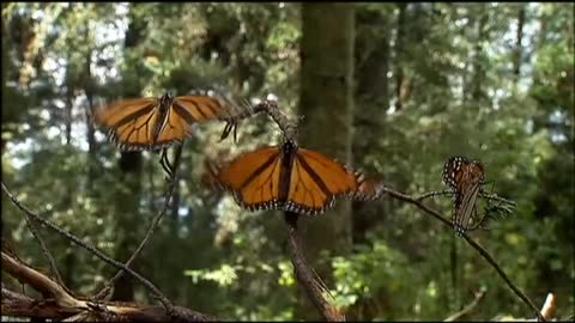 ¿Qué le pasa a la mariposa monarca?