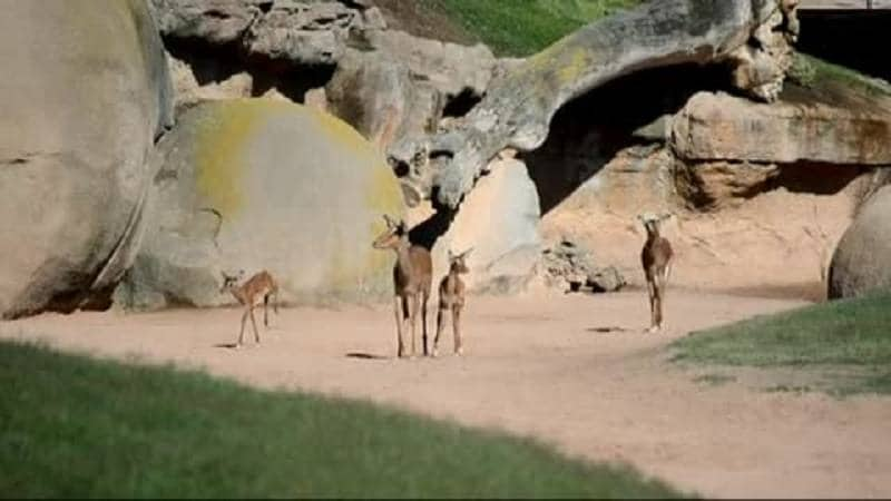 Nacimiento de crías de impala en el Bioparc. 