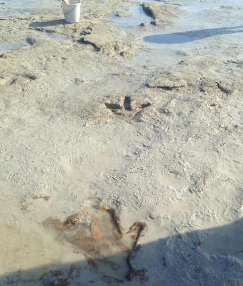 Encuentran en la playa huellas de dinosaurio de 130 millones de años