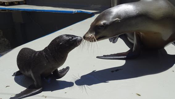 Nace un ejemplar de león marino en el Oceanogràfic de Valencia