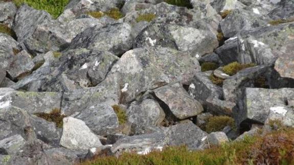 ¿Puedes encontrar al pájaro camuflado entre las rocas?