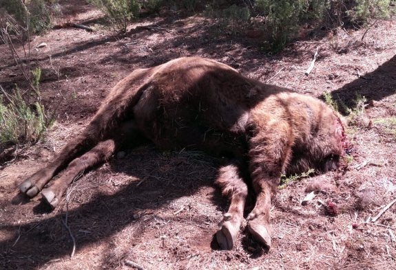 'Sauron', el bisonte más grande de la Comunitat, yace sin cabeza tras el ataque a la manada de la Reserva de Valdeserrillas. :: LP