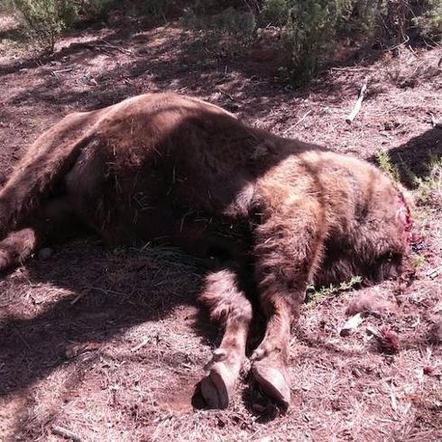 Hallan decapitado un segundo bisonte y vivos a los otros dos