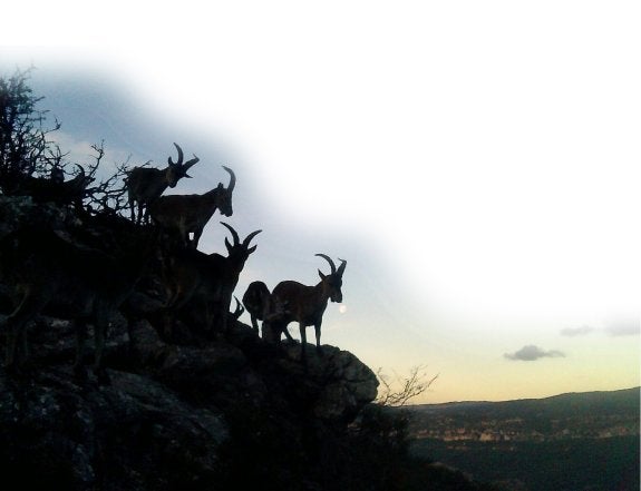 Un grupo de cabras, en un coto. A la derecha,  precinto de legalidad  para las piezas de caza  mayor.  :: n. r. a.