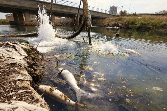 Desechos, peces muertos  y una tubería rota al final del cauce histórico del río Turia. :: manuel molines