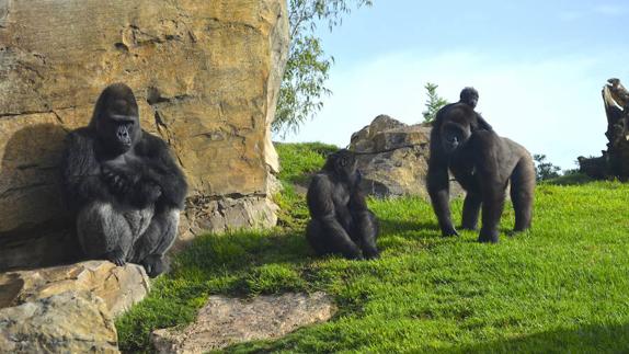 El pequeño gorila nacido en agosto en Bioparc es una hembra