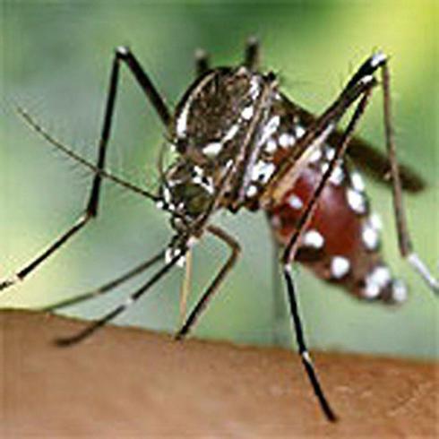 Un ejemplar de mosquito tigre.