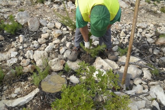 Un trabajador de la brigada quitando pinos en La Plana. :: LP