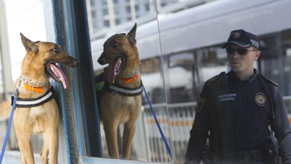 Un perro experto en detección de drogas, junto a un Policía Local de Burjassot.