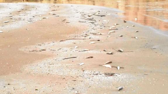 La falta de caudal acaba con cientos de peces en la desembocadura del Serpis