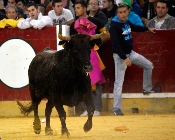 Una de las vaquillas de Machancoses exhibidas en Zaragoza. :: lp