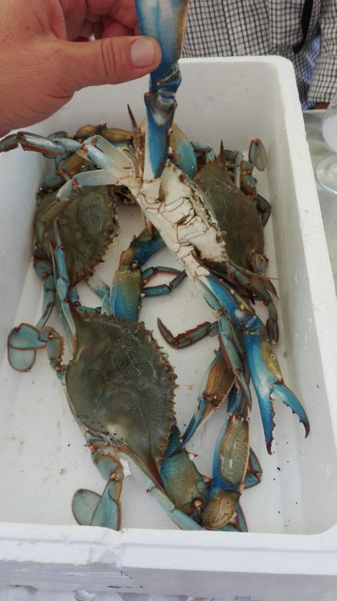 Cangrejos azules capturados en El Palmar. :: lp