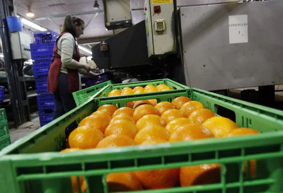 Empresa de distribución de naranjas valencianas. :: REUTERS/Heino Kalis