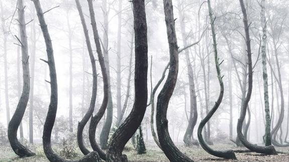 El curioso bosque torcido de Polonia, un misterio todavía sin resolver