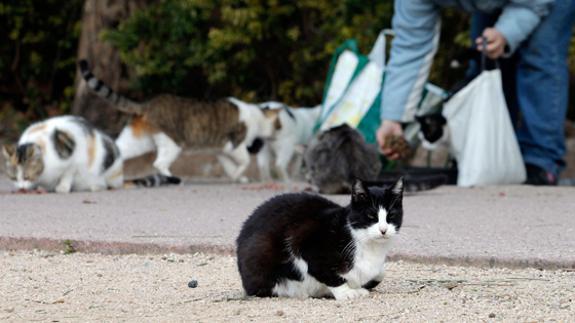 Parte de una colonia de gatos en Valencia.