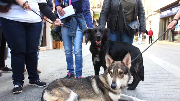 Roy y Noah, dos perros que buscan una nueva casa después de la muerte de su propietario en Torrent