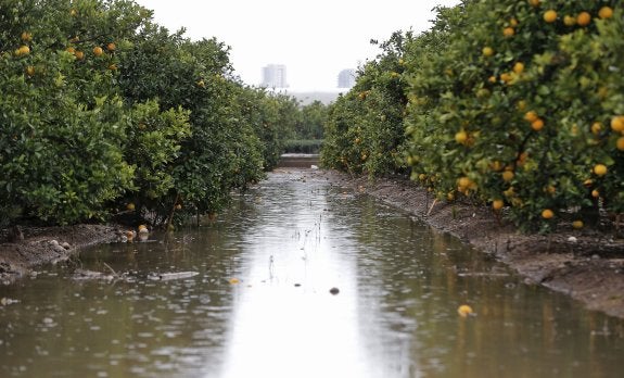 Un campo de cítricos totalmente anegado, en la mañana de ayer en la población valenciana de Benifaraig. :: EFE/Manuel Bruque