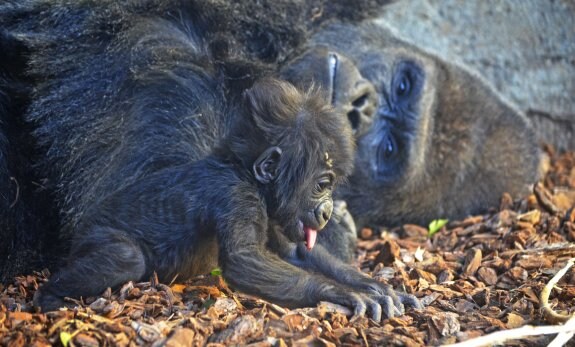 Un bebé gorila, junto a su madre, en el Bioparc. :: lp