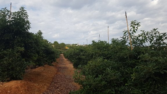 Alta concentración de aguacates y de elevado calibre y calidad en los árboles beneficiados este verano por la microaspersión. Un microaspersor sobre caña de bambú en cada aguacate. Usan la misma red del riego a goteo y la inversión puede rondar sobre 2.500-3000 euros por hectárea. :: lp