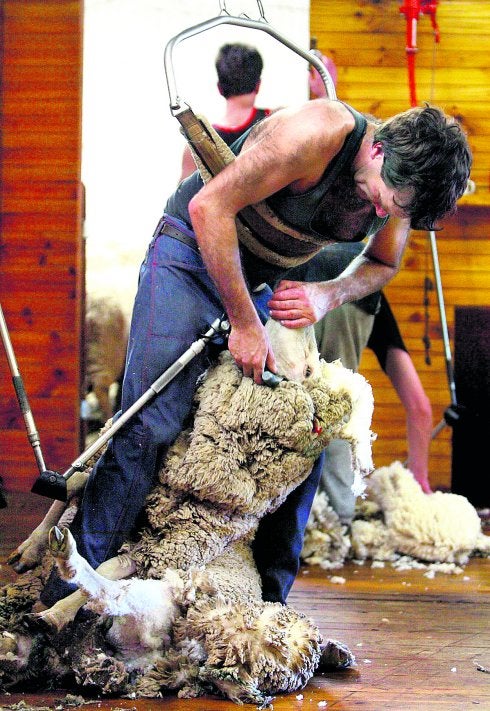 Un operario que se apoya en un arnés esquila a una oveja en una granja australiana. :: david grey/reuters