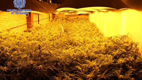 Cae una red que exportaba grandes cantidades de marihuana oculta entre hortalizas desde Valencia a Polonia y Alemania
