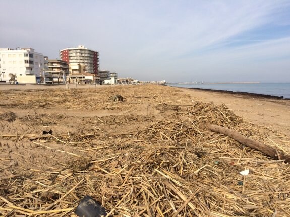 Restos de cañas arrastrados por el río Serpis en Daimús. :: LP