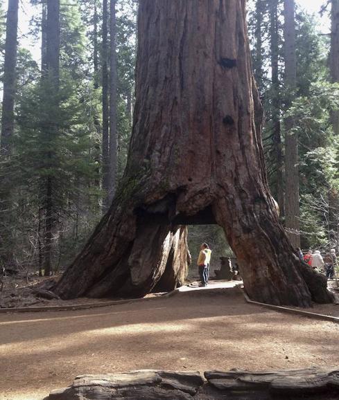 El "Pioneer Cabin Tree" tenía 30,48 metros de alto aproximadamente y tenía un diámetro de 6,7 metros.