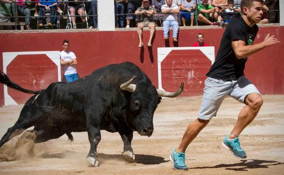 Un toro de Madroñiz busca a un recortador en la plaza de toros de Benassal. :: p. moya Un toro burraco de Madroñiz, se echa a los lomos un cadafal en Vilafamés.  :: paco moya