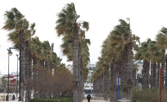 Valencia, Cullera y Burjassot cierran todos los jardines municipales por fuertes rachas de viento