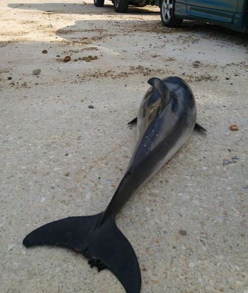 Un calderón, una tortuga boba y un delfín, muertos en la costa de Dénia tras el temporal