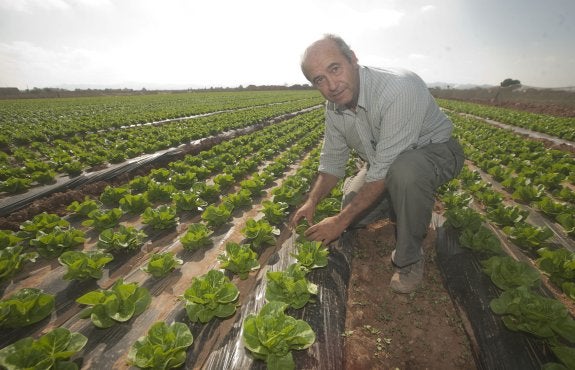 Plantación de lechugas, cultivo que, como la mayoría de los hortofrutícolas, no cuentan para la PAC hasta ahora. :: a. gil